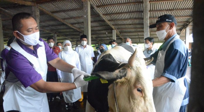 Bupati Sidoarjo dan Gubernur Jawa Timur Memastikan Hewan Ternak Sidoarjo Tervaksin PMK