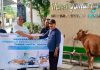 PT Terminal Teluk Lamong Laksanakan Program Pelindo Berbagi Hewan Kurban, 12 Sapi dan 21 Kambing Buat Masyarakat Sekitarnya