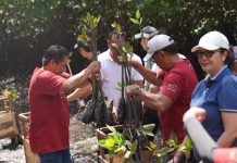 PLN UIT JBM Tanam 16.500 Bibit Mangrove di Bali, Perkuat Komitmen Pelestarian Ekosistem Pesisir