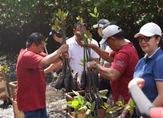 PLN UIT JBM Tanam 16.500 Bibit Mangrove di Bali, Perkuat Komitmen Pelestarian Ekosistem Pesisir